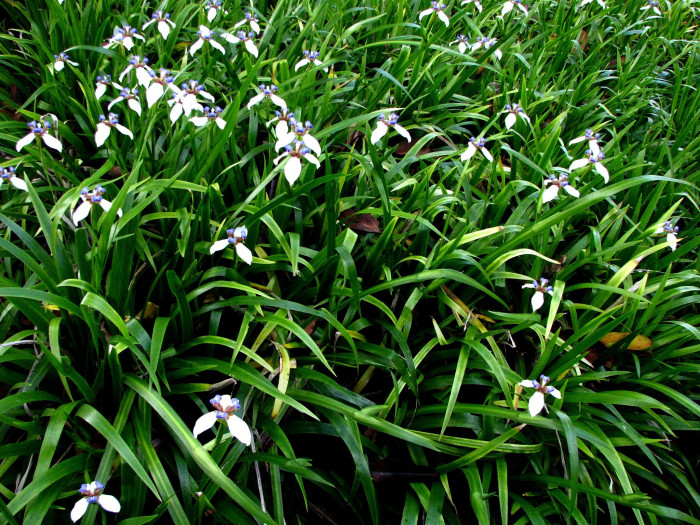 워킹아이리스 - Walking Iris, Neomarica gracilis