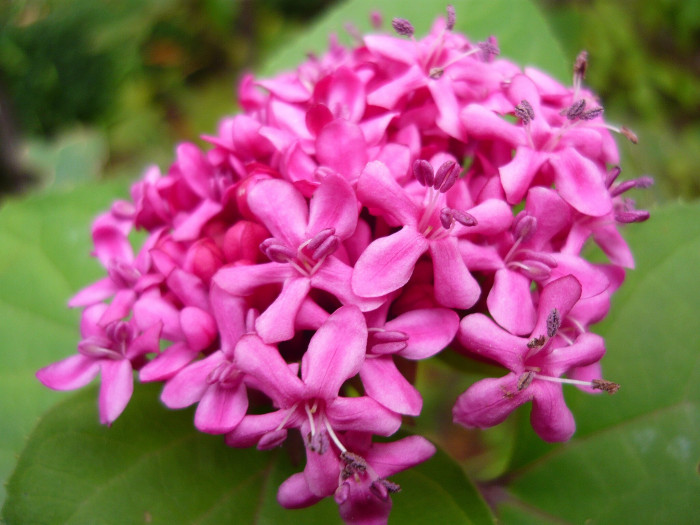 꽃누리장 - Rose glory bower, Kashmir bouquet, Mexican hydrangea, Cashmir bouquet, Clerodendrum bungei