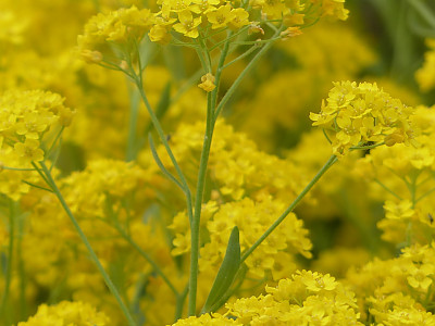 암석알리섬 사진 - Alyssum saxatile Photos