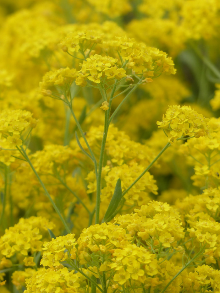 암석알리섬 - Stone herb, Basket of gold, Goldentuft alyssum, golden alyssum, Golden alison, Alyssum saxatile