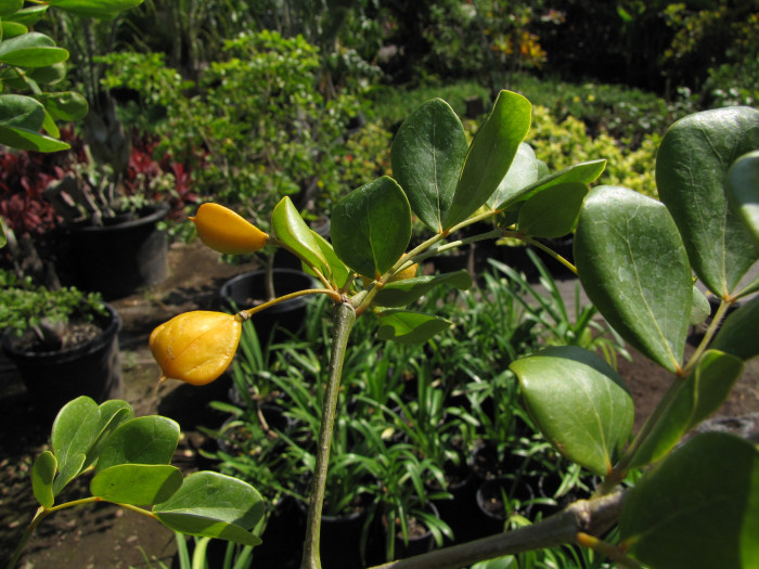 유창목 - lignum vitae, Guaiacum officinale