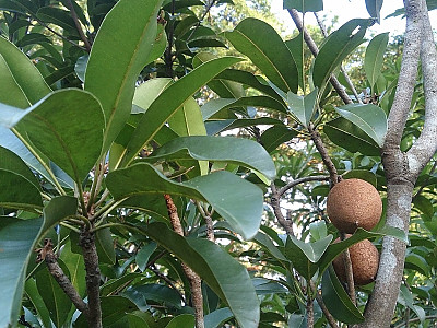 사포딜라 사진 - Manilkara zapota van Royen Photos