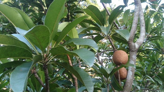 사포딜라 - Manilkara zapota van Royen