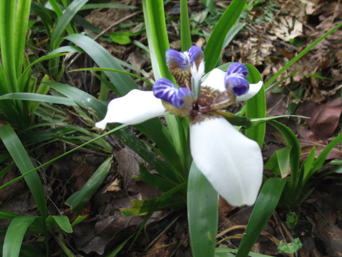 워킹아이리스 - Walking Iris, Neomarica gracilis