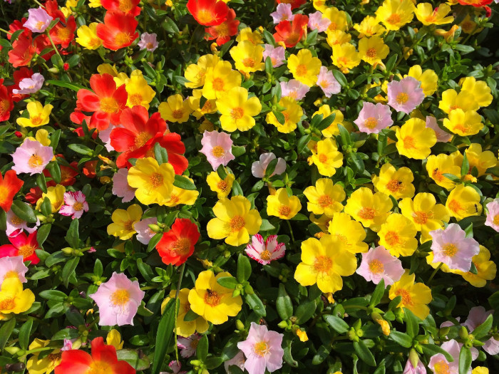 포테리카 - umbraticola, Portulaca umbraticola