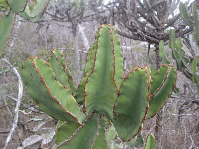 유리탑 선인장 사진 - Euphorbia cooperi Photos