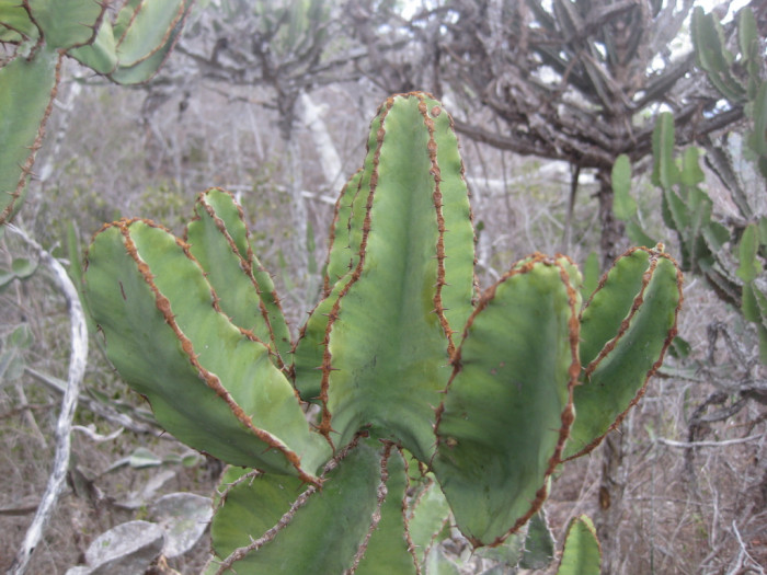 유리탑 선인장 - Transvaal candelabra tree , bushveld candelabra euphorbia, Euphorbia cooperi