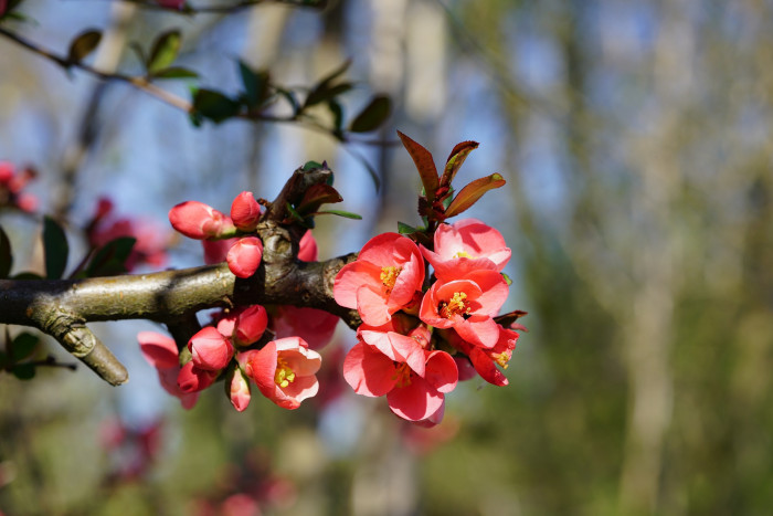 명자나무 -  Chaenomeles speciosa, Chaenomeles japonica (Thunb.) Lindl. ex Spach