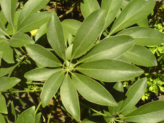 홍콩야자 - umbrella tree, Schefflera arboricola