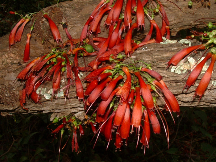 할레리아 루시다 - Tree fuchsia, UmBinza, Notsung, Halleria lucida L.