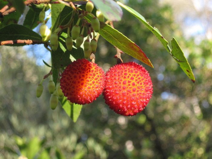 딸기나무 - Strawberry Tree, Arbutus unedo