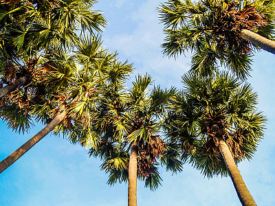 양배추 야자 사진 - Sabal palmetto Photos