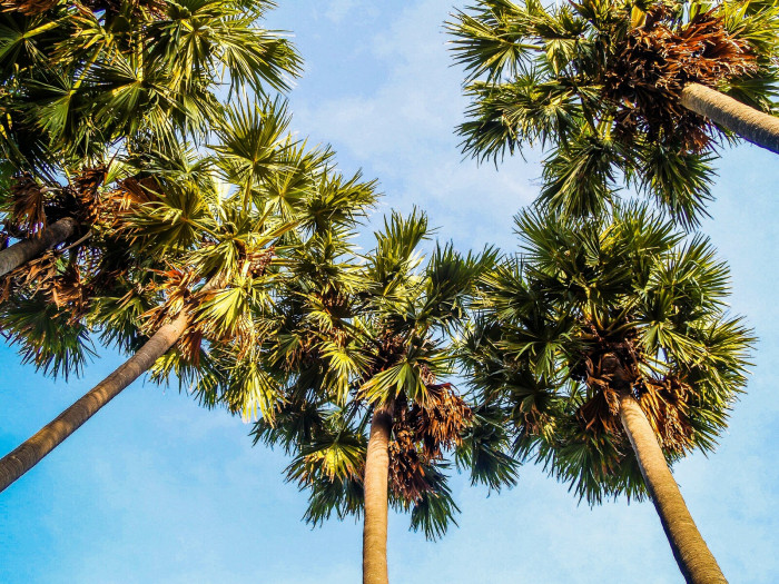 양배추 야자 - cabbage-palm, palmetto, cabbage palmetto, blue palmetto, Carolina palmetto, common palmetto, Sabal palmetto