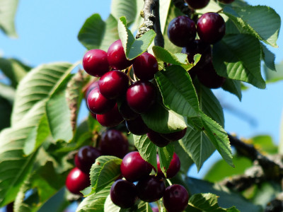 양벚나무 사진 - Prunus avium L. Photos