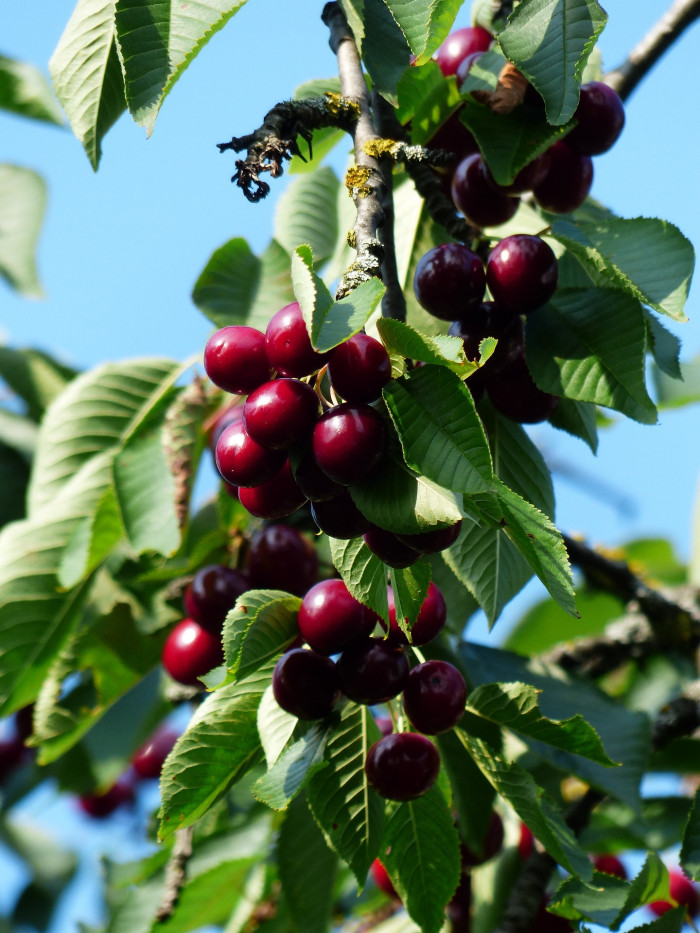 양벚나무 - Prunus avium, Prunus avium L.