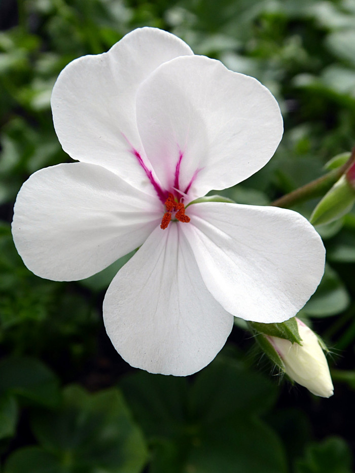제라늄 - Geranium, Pelargonium inquinans
