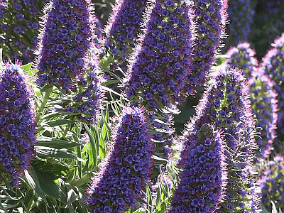 보석타워 사진 - Echium fastuosum Photos