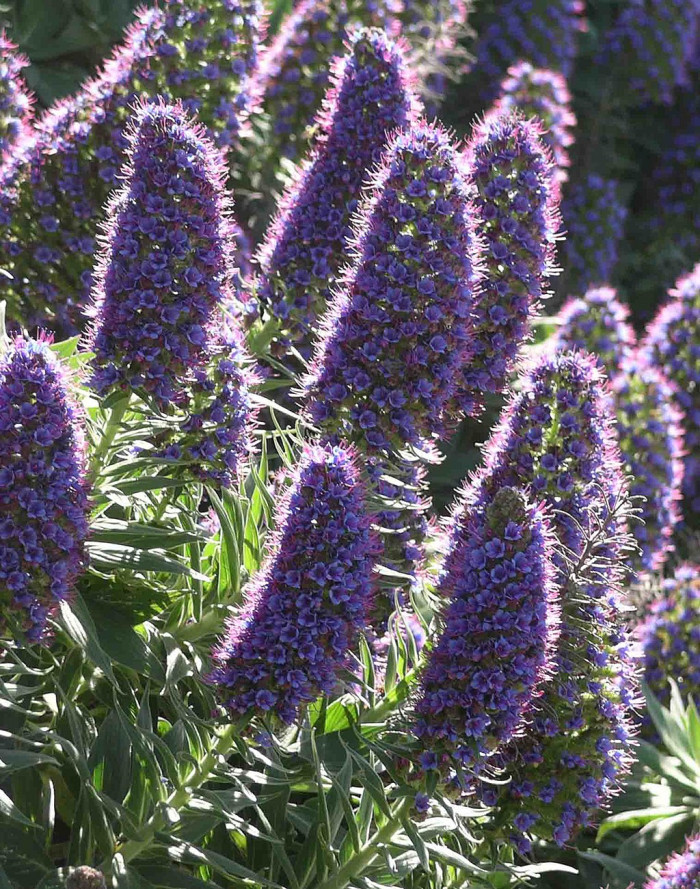 보석타워 - Pride of Madeira, Echium candicans, Echium fastuosum