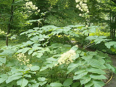 독활 사진 - Aralia cordata var. continentalis (Kitag.) Y.C.Chu Photos