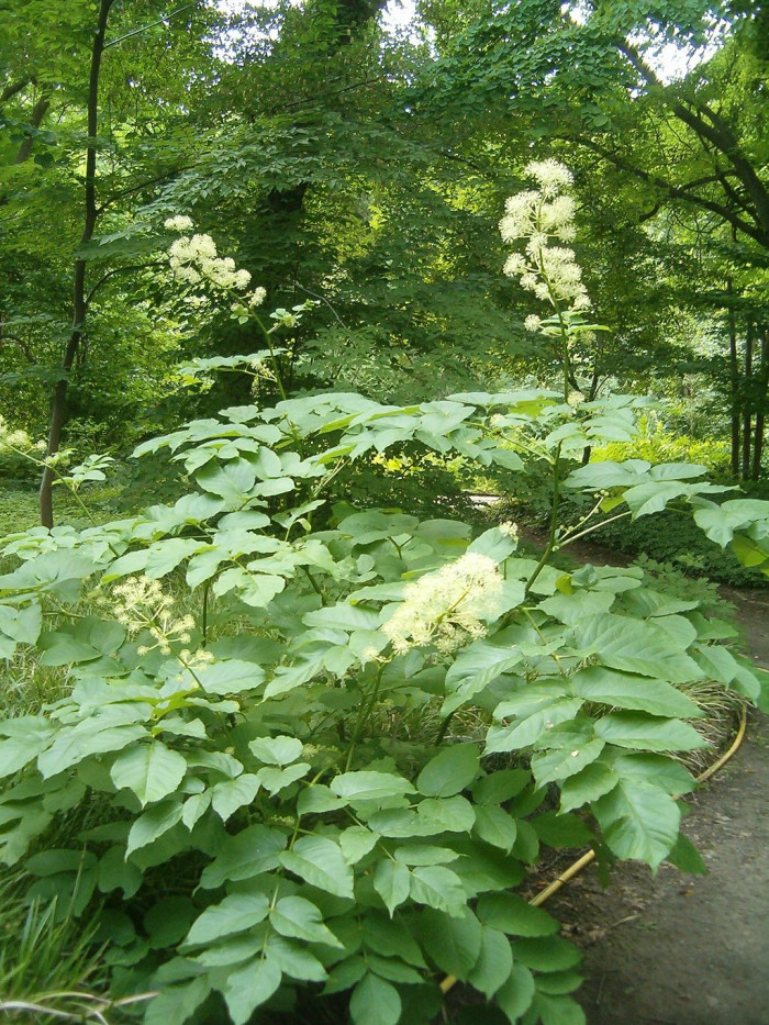 독활 - Aralia cordata var. continentalis (Kitag.) Y.C.Chu