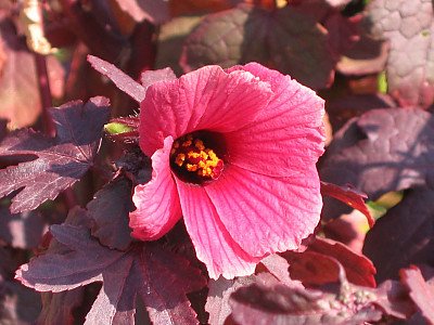 자엽로젤 사진 - Hibiscus acetosella Welw.Hiern Photos