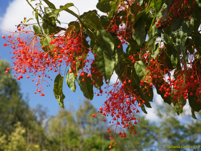 단풍잎병나무 사진 - Brachychiton acerifolius Photos