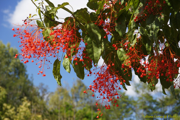 단풍잎병나무 - Brachychiton acerifolius