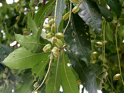 담수맹그로브 사진 - Barringtonia acutangula Photos
