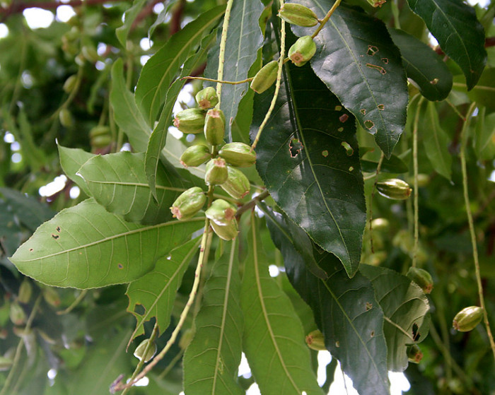 담수맹그로브 - Freshwater Mangrove, Barringtonia acutangula