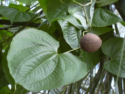 둥근마 사진 - Dioscorea bulbifera L. Photos