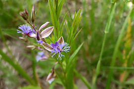 두메애기풀 - Polygala sibirica L.