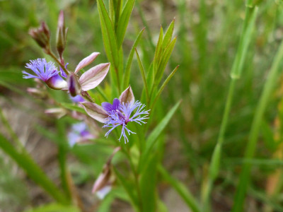 두메애기풀 사진 - Polygala sibirica L. Photos