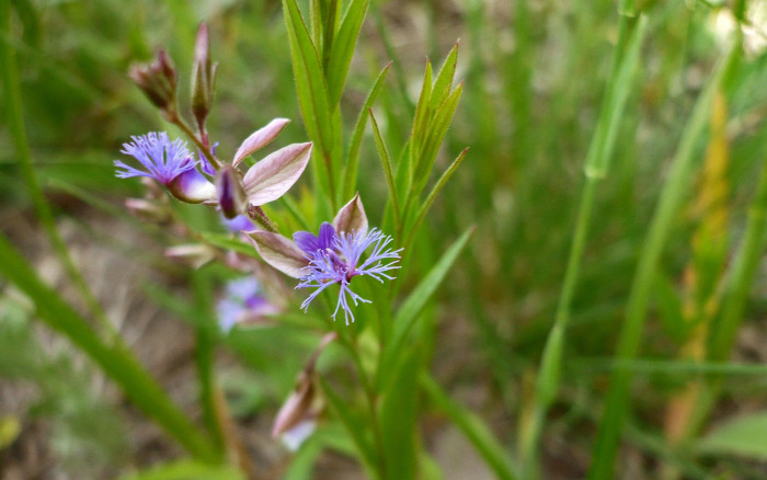 두메애기풀 - Polygala sibirica L.
