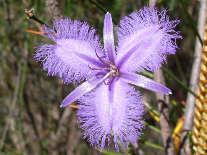 보라술나리 - Fringed Lily, Thysanotus tuberosus