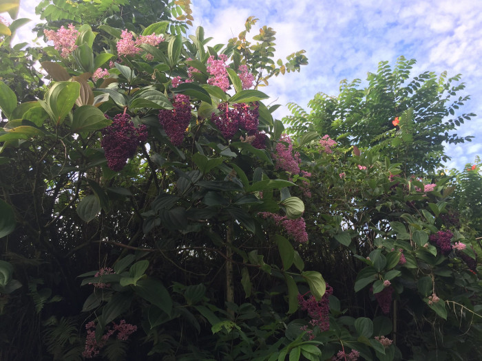 메디닐라 - Rose grape, Pink lantern, Medinilla Magnifica