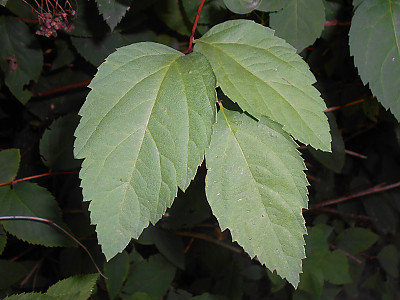 덤불조팝나무 사진 - Spiraea miyabei Koidz. Photos