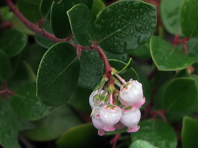 베어베리 사진 - Arctostaphylos uva-ursi Photos
