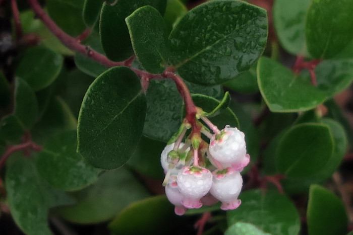 베어베리 - bearberry, Kinnikinnick, pinemat manzanita, Arctostaphylos uva-ursi