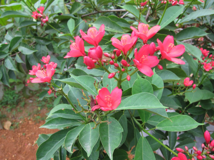 마타피아 - peregrina, Jatropha integerrima