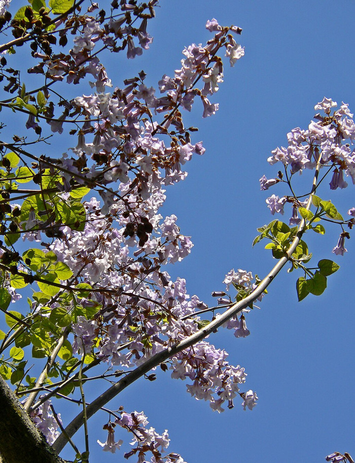 오동나무 - Paulownia coreana Uyeki