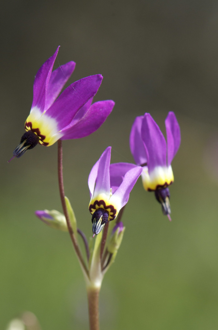 인디언앵초 - shooting star, American cowslip, mosquito bills, mad violets, sailor caps, Dodecatheon