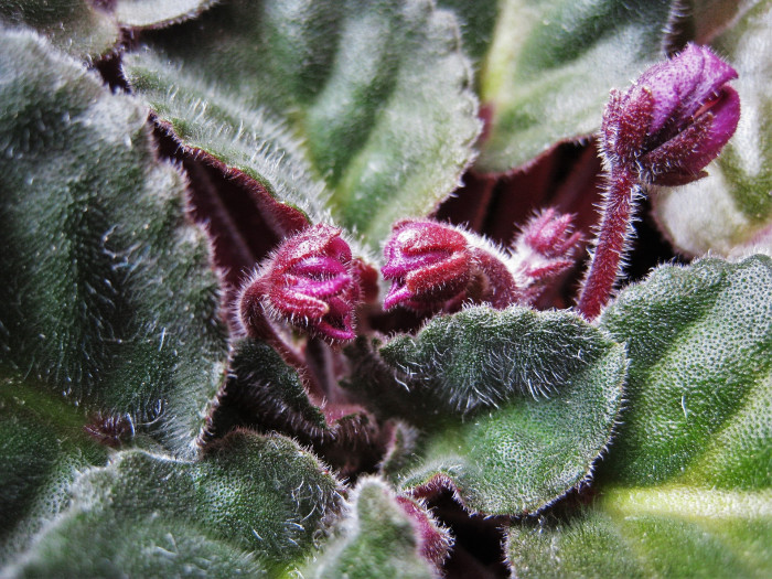 바이올렛 - African violets, Saintpaulia