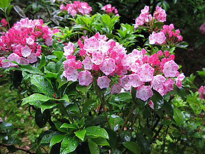 칼미아 라티폴리아 사진 - Kalmia latifolia Photos