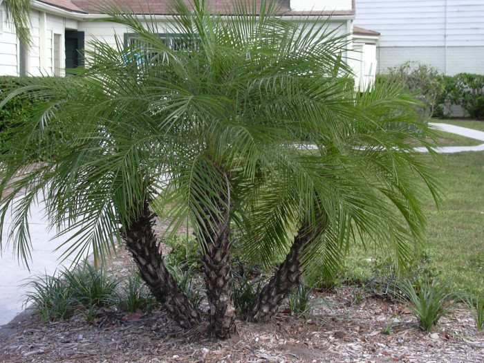 피닉스야자 - Miniature Date Palm, Pygmy Date Palm, Dwarf Date Palm, Phoenix roebelenii O