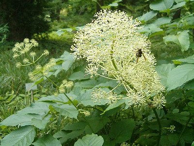 독활 사진 - Aralia cordata var. continentalis (Kitag.) Y.C.Chu Photos
