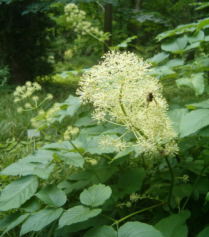 독활 - Aralia cordata var. continentalis (Kitag.) Y.C.Chu