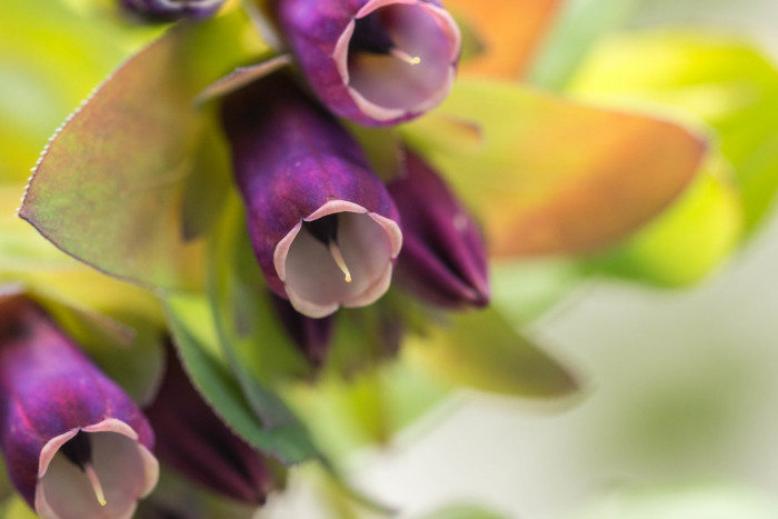 푸른새우꽃 - Honeywort, Cerinthe major L.