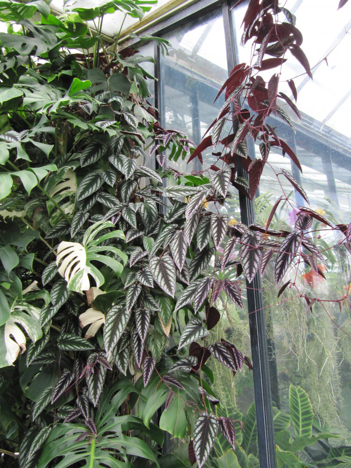 시서스 디스컬러 - Rex Begonia Vine, Cissus Discolor