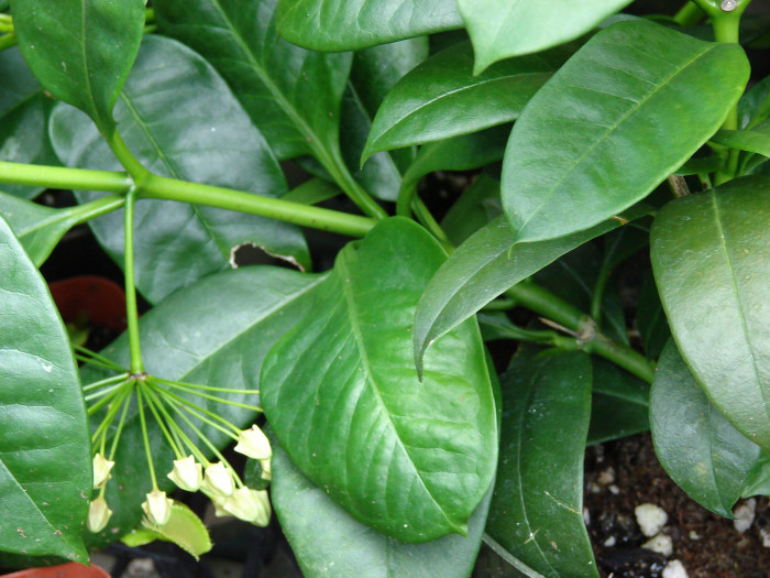 호야 멀티플로라 - Shooting Star Hoya, Many flowered Hoya, Wax Plant, Porcelain Flower, Hoya multiflora