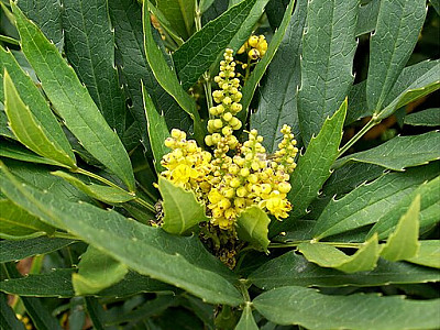 중국남천 사진 - Mahonia fortunei (Lindl.) Fedde Photos